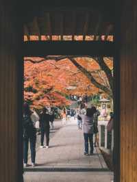 佐贺九年庵与大兴善寺：历史与自然的静谧对话。