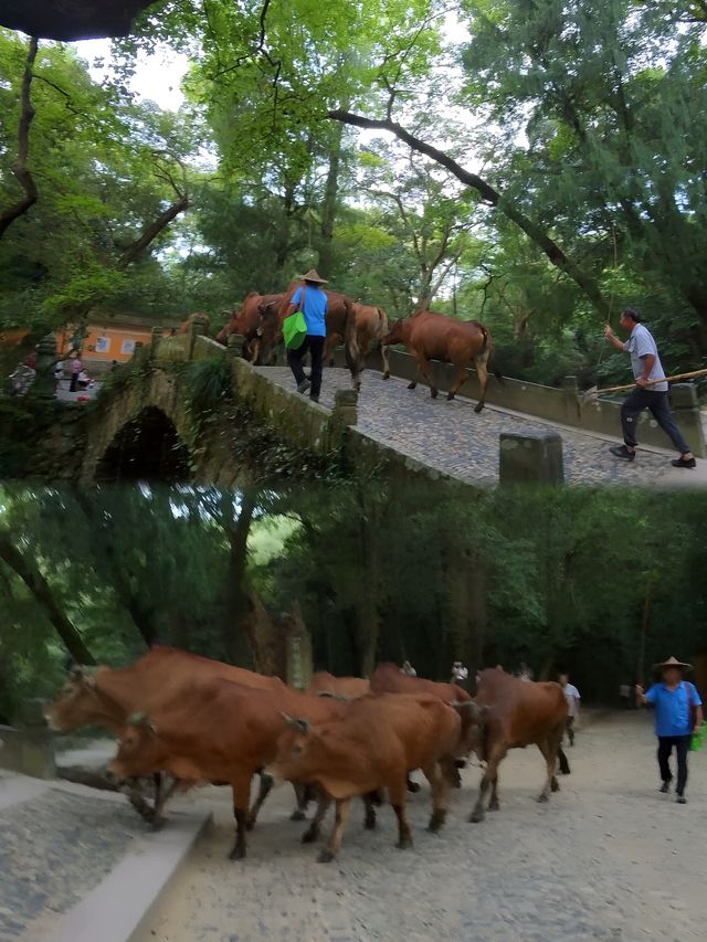 國清寺實用攻略。