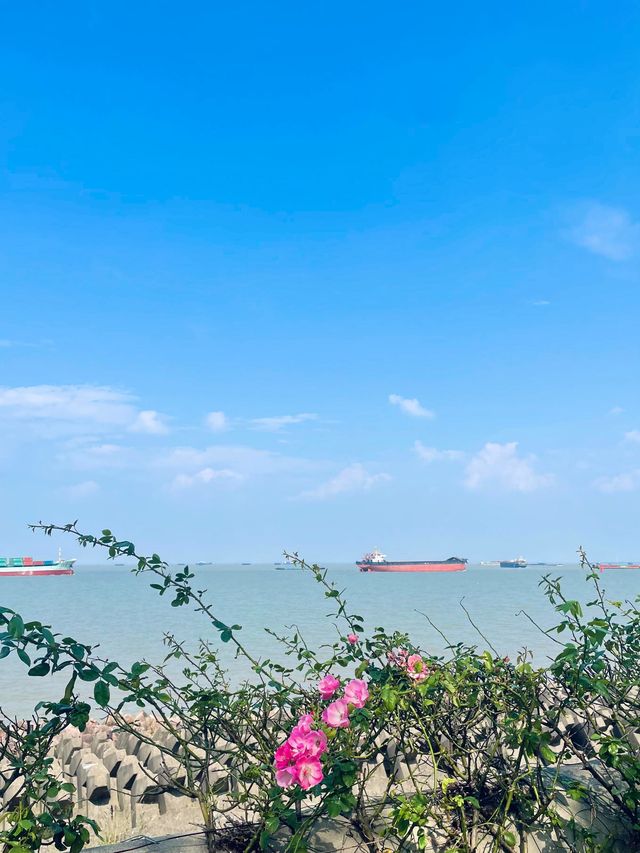 上海濱江森林公園花海谷｜拍照絕美地。