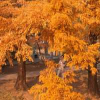 Autumn 🍂 at Zhongshan park Beijing 