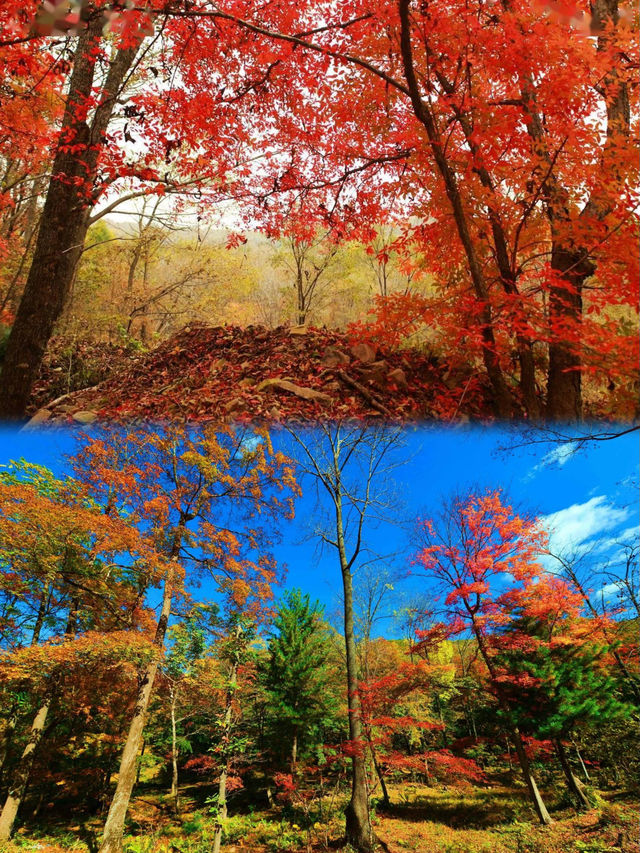 秋色斑斕，紅葉如詩——吉林蛟河紅葉谷。