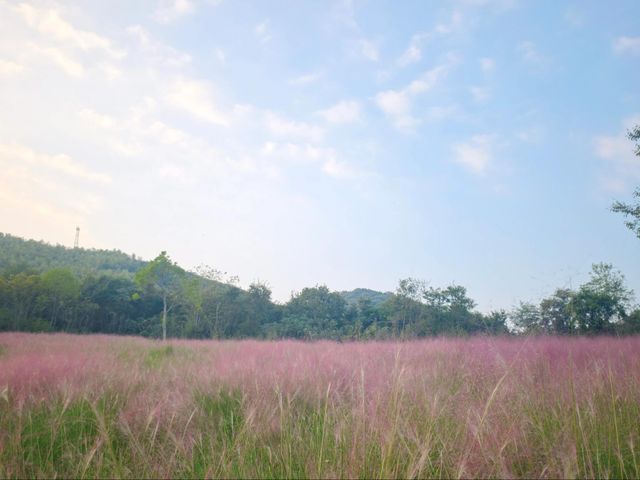 美得令人心動的秋日七色花田，親子遊玩好去處。