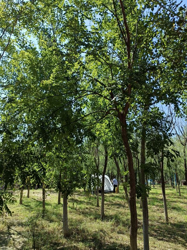 秋日逛公園之西青郊野公園。