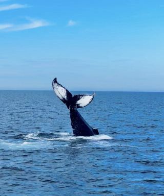 Boston, USA | Whale Watching