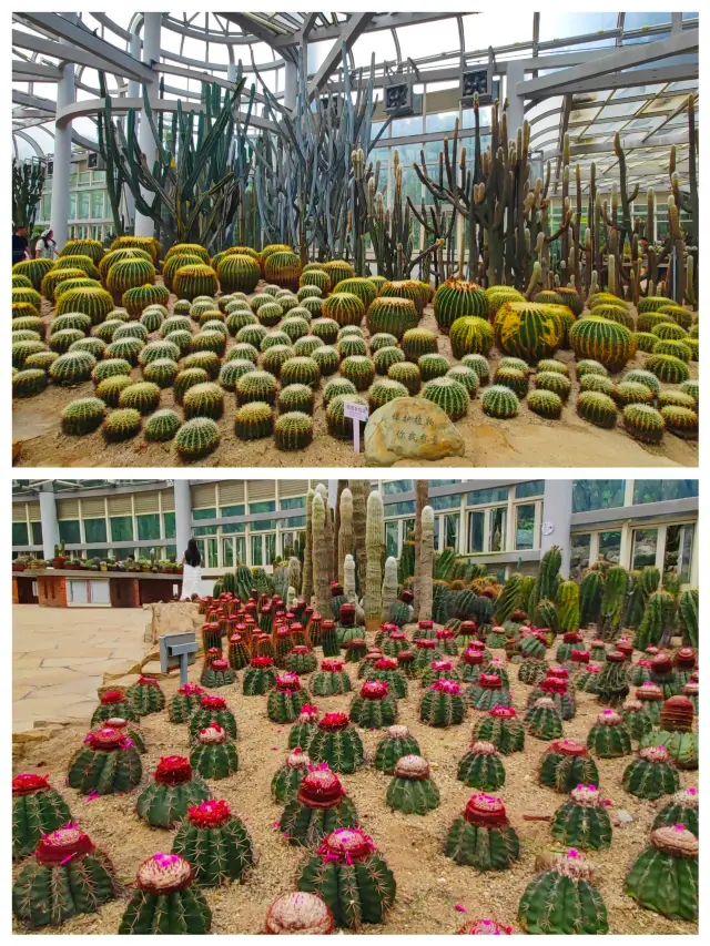 Rare plants in Xiamen Botanical Garden are eye-catching. 