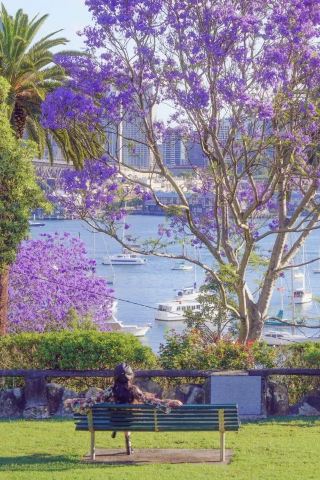 💜The Exclusive Romance of the Southern Hemisphere: Jacarandas Blooming in Sydney