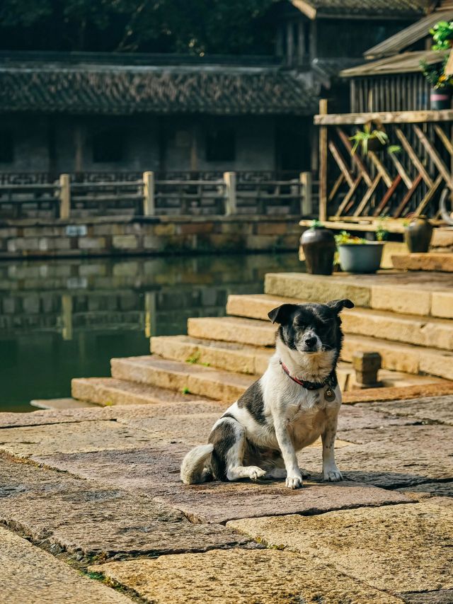 4日醉遊 你的蘇州-烏鎮-杭州悠然自得之旅迫在眉睫。
