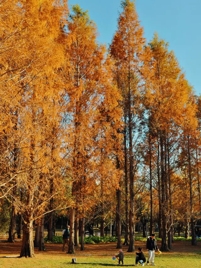 There is a Metasequoia forest in downtown Beijing that is as beautiful as the botanical garden. 
