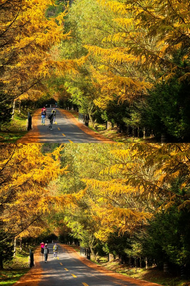 陝西留壩紫柏山秋景。