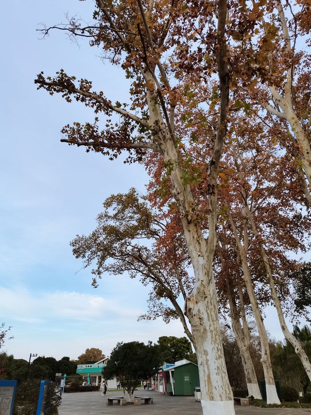 南京賞秋2日遊 - 2024-11-26/27。