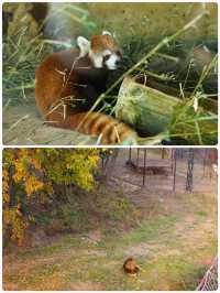 青島森林野生動物世界，萌獸大賞等你來撩。