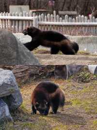 底特律動物園遊玩全攻略。