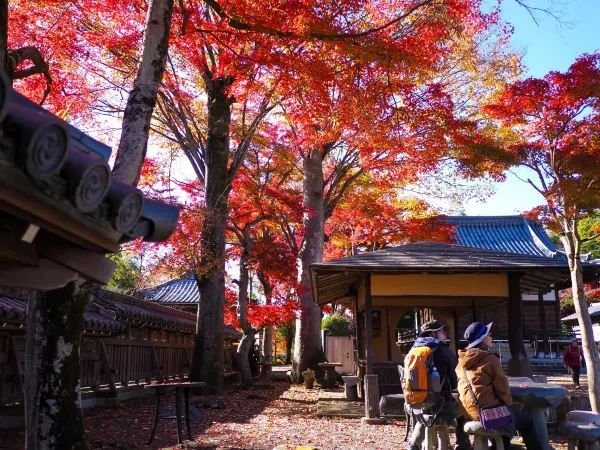Discover the Charm of Saitama's Little Nordic
