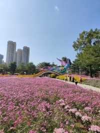 2024年小欖菊花會，賞菊品菊正當時