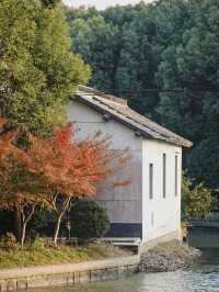 上海青浦｜誰還沒看過銀杏季的報國寺