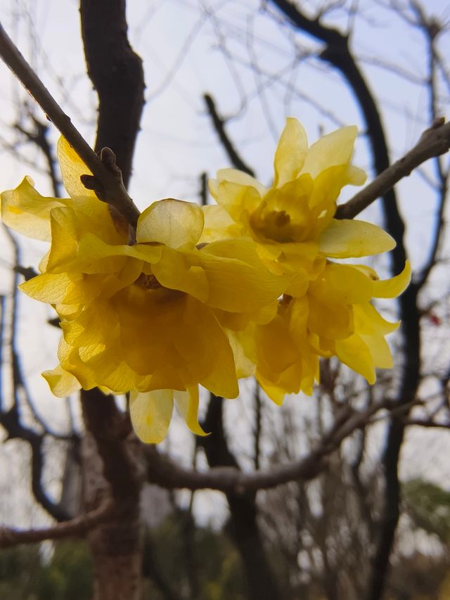 小眾公園有臘梅展