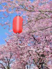 廣東韶關櫻花峪刺激了我的眼睛