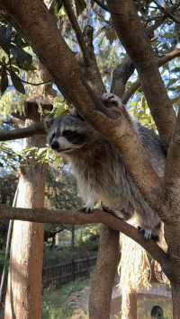 雲南野生動物園