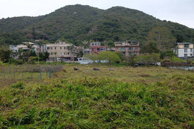 大嶼山梅窩|放空心情的海灣/附交通遊覽攻略