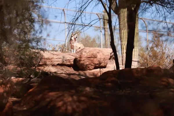 Exploring Phoenix Zoo in Arizona