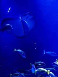 東京墨田水族館景點攻略🐬晴空塔上的湛藍風景