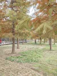 休閒好去處青西郊野公園