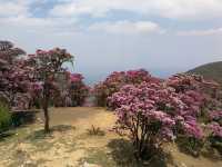 鶴慶馬耳山，花的海洋