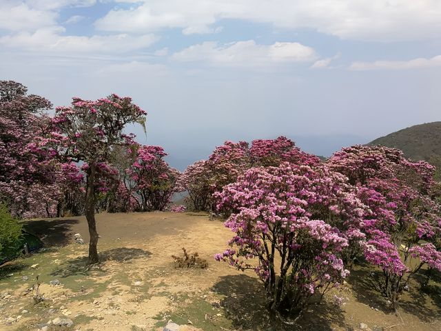 鶴慶馬耳山，花的海洋