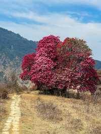 三月ABC徒步玩洒紅節觀高山杜鵑