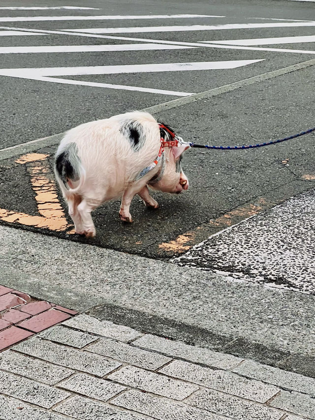 距離東京不到一小時，橫濱半日Citywalk！