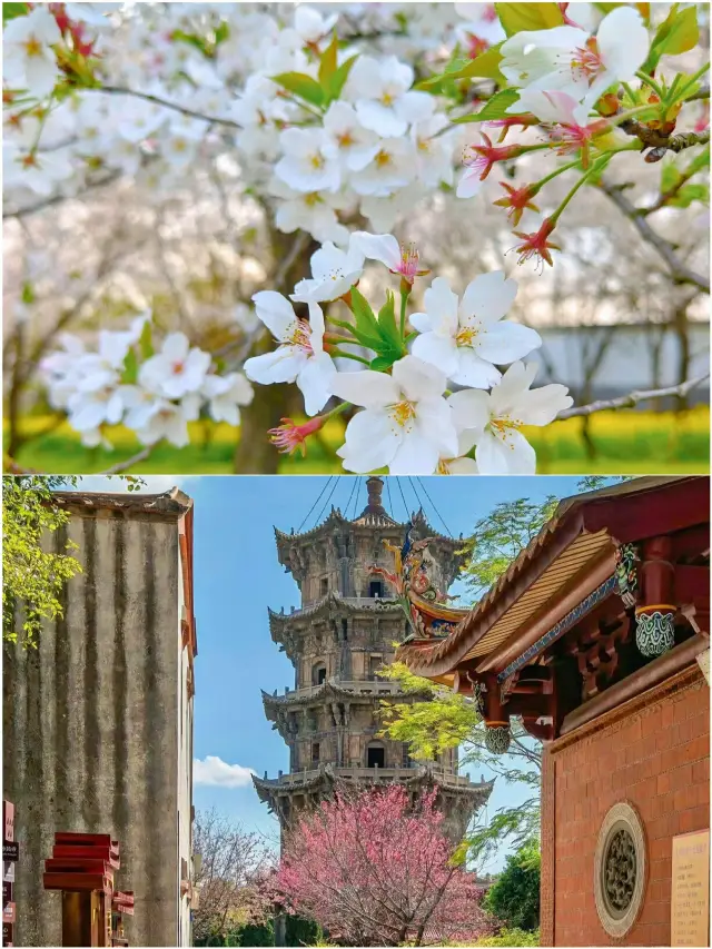 春天限定！櫻花季美到犯規🌸