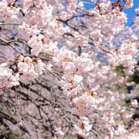 東京早櫻🌸 此刻正美！新宿御苑櫻花綻放啦🌸