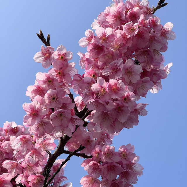 🌸上海早櫻盛放！今日大寧公園人潮洶湧