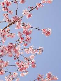 🌸貴陽限定!春日早櫻綻放,邂逅莫奈花園