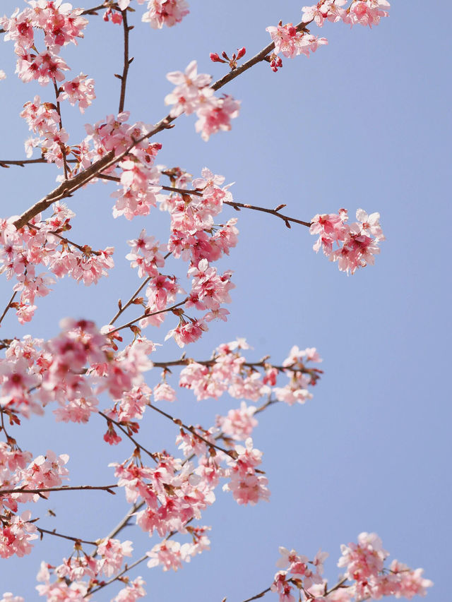 🌸貴陽限定!春日早櫻綻放,邂逅莫奈花園 🌸貴陽限定!春日早櫻綻放,邂逅莫奈花園