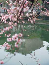 蘇州園林 | 春花灼灼閒庭信步早春賞花攻略