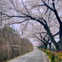 大阪超隱蔽小眾櫻花大道🌸 人少景美