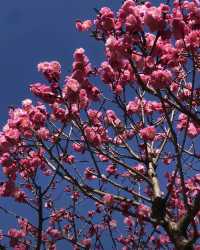 闖入現實版莫奈花園！花溪公園攻略