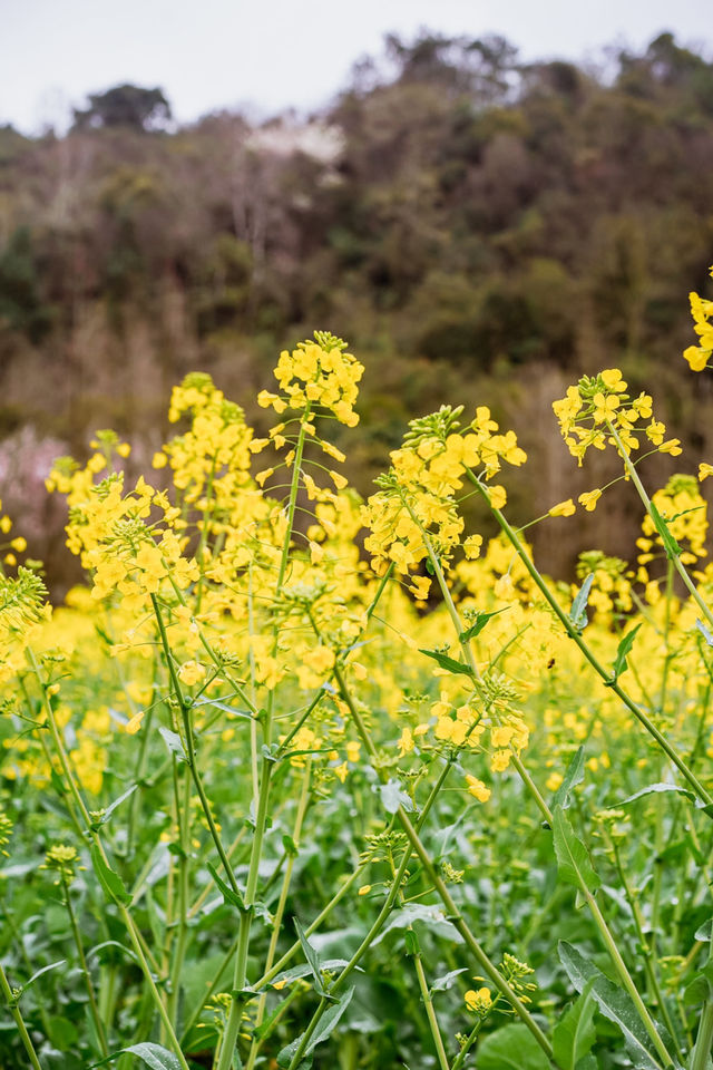 地鐵直達春日 | 在十里河灘的油菜花海裡騎行追風。