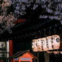 🌸追櫻地圖 | 日本的春天，是一萬次的春和景明