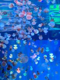杭州都有海洋動物世界
