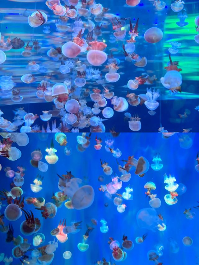 杭州都有海洋動物世界