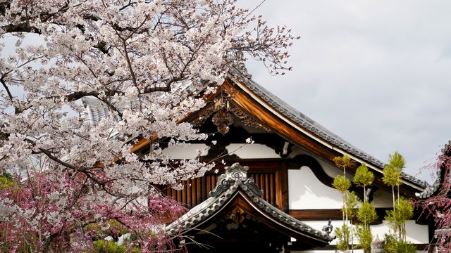 京都市中心小眾賞櫻地點 - 妙顯寺