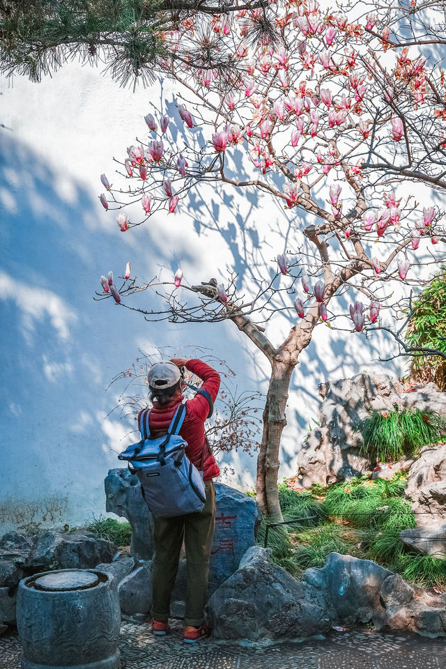 三月耦園打卡玉蘭花