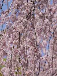 釜山櫻花推薦 人少樹多超治愈🌸
