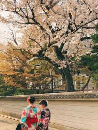 Kyoto and Nara: 4-Day Cherry Blossom Guide 🌸 Detailed Cherry Blossom and Deer Feeding Plan