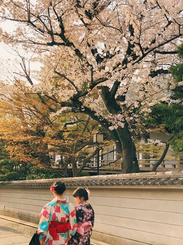 Kyoto and Nara: 4-Day Cherry Blossom Guide 🌸 Detailed Cherry Blossom and Deer Feeding Plan