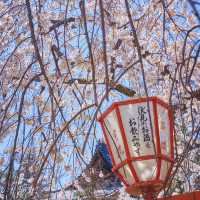 🌸京都賞櫻必去7大聖地🌸