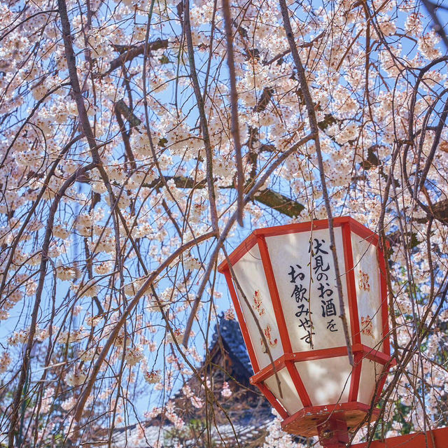 🌸京都賞櫻必去7大聖地🌸