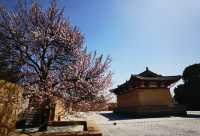 芮城廣仁王廟遊覽